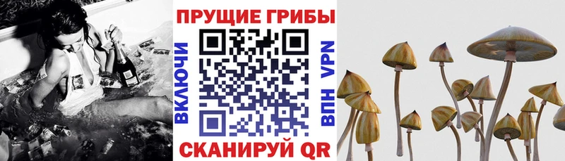 Галлюциногенные грибы прущие грибы Кондрово